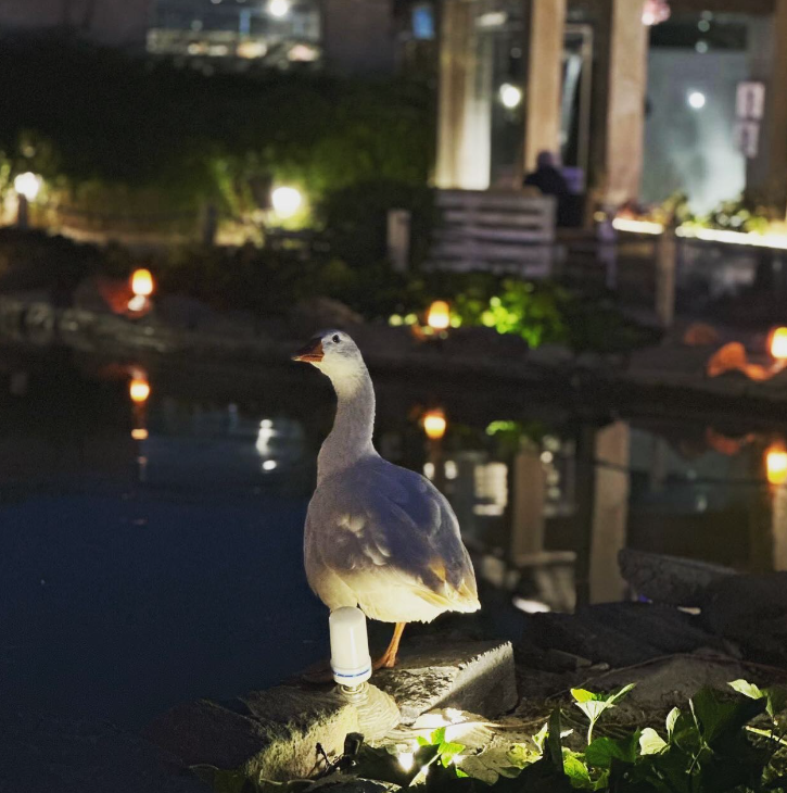 بطة على البحيرة