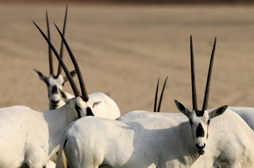 jordan national animal Arabian Oryx المها العربي