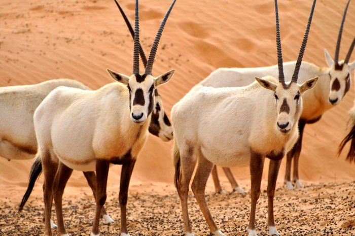 jordan national animal Arabian Oryx المها العربي