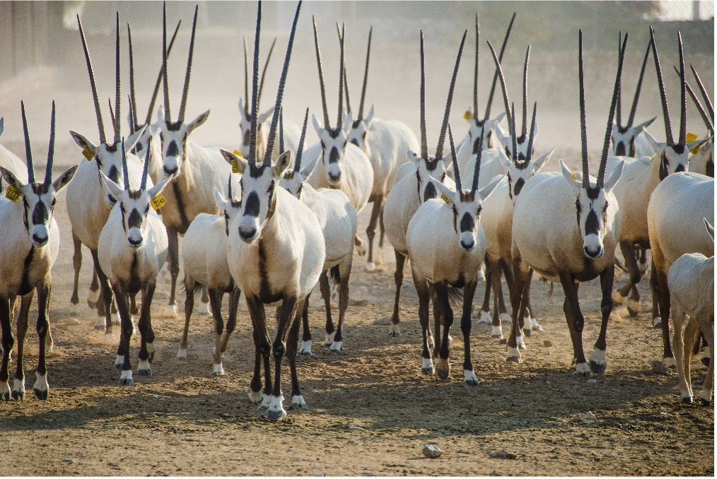 jordan national animal Arabian Oryx المها العربي
